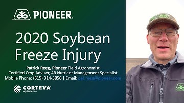 Scouting for Frost Damage in Soybeans