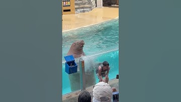 Splashing walrus