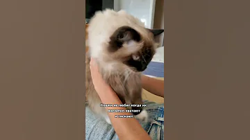 Каких людей любят кошки