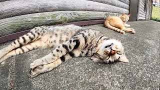 可愛い寝顔でぐっすりと眠る猫達