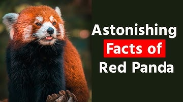 10 Astonishing Facts About Red Pandas: Nature