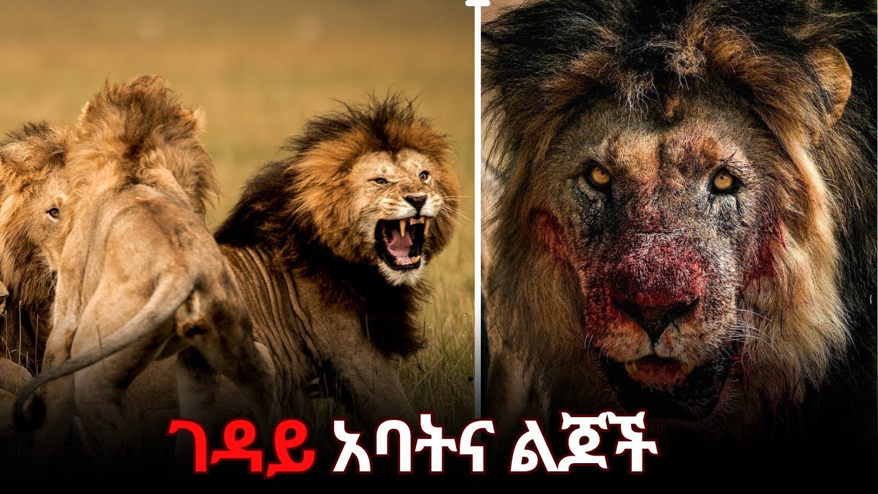 እውነተኛ ታሪክ፡ የምንግዜውም አስፈሪ የአንበሳ ጥምረት ኖችና ልጆቹ.