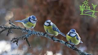 Tit Choir Sounds of Nature for the Soul