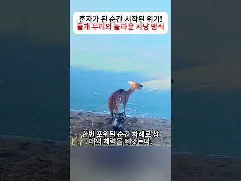 혼자가 된 순간 시작된 위기! 들개 무리의 놀라운 사냥 방식  #동물스토리 #생존전략 #야생생태계 #자연의신비 thumbnail