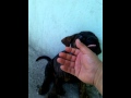cachorro gran danes 5585511974