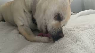 Dog licks paw ASMR 5