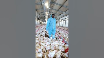 Modern day Broiler Chicken Farming with the Best Results [Growing Chickens for Meat]