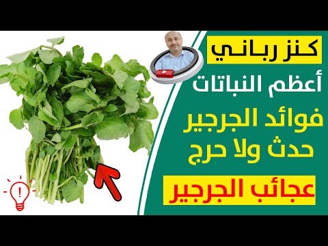 شعور عظيم عند تناول الجرجير يزيل السموم من الجسم من خلايا وتنظيف الكبد ويحسن أداء البروستاتا