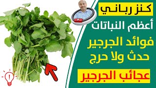 شعور عظيم عند تناول الجرجير يزيل السموم من الجسم من خلايا وتنظيف الكبد ويحسن أداء البروستاتا