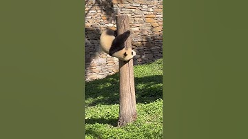 The panda cub climbed the tree to play, lost its grip, and tumbled into a little fluffy ball～ #panda