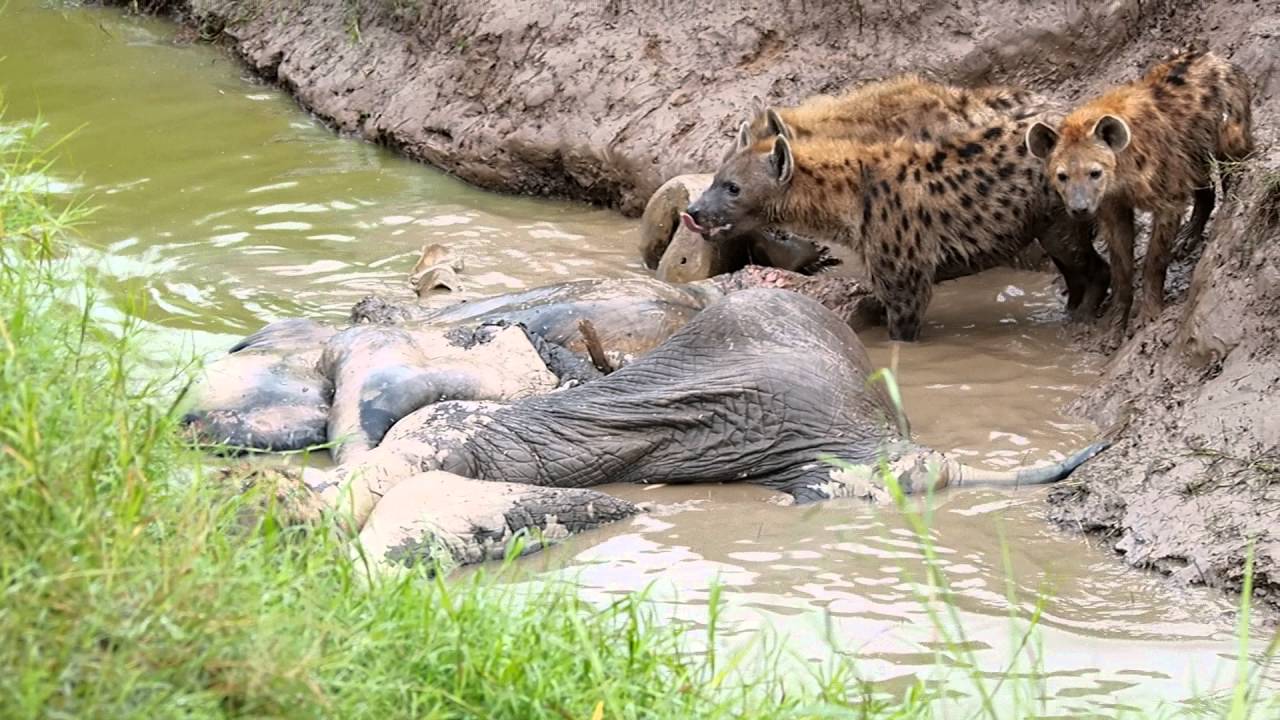 Dead Elephant being eaten by Hyenas, South Luangwa National Park, Zambia.