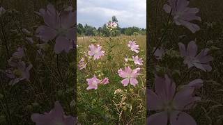 Моє море польових квітів🌸🌸🌸