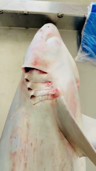 Ajman Fish Market seafood fishsellers fish seafoodrecipes uae ajman-fish-market-seafood-fishsellers-fish-seafoodrecipes-uae
