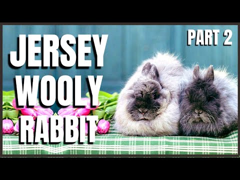 วีดีโอ: คู่มือสายพันธุ์กระต่าย: กระต่าย Woolly ย์