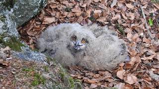 výr velký ( Bubo bubo) 2