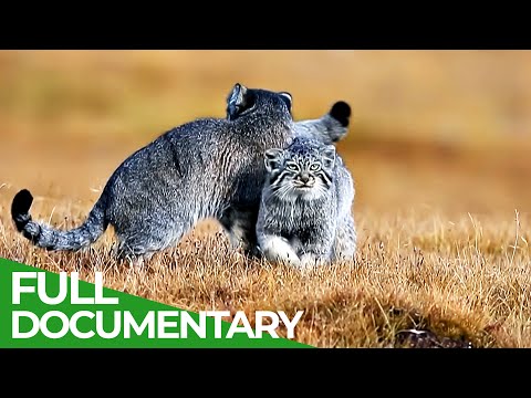 China Wild | Episode 3: The Grasslands | Free Documentary Nature