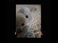 Wer ist besser mini darrel oder mini marquin
