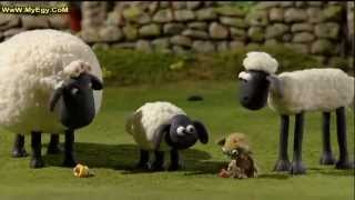 كرتون الخروف  حلقة الدبدوب shaun the sheep