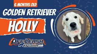 🌟 Holly’s Transformation: Golden Retriever Masters Off Leash K9 Training with Devon in 2 Weeks! 🐾✨ by Off Leash K9 Training of Oklahoma 60 views 2 weeks ago 2 minutes, 40 seconds