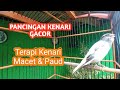 Kenari Gacor, Kenari F1, Kenari Panda Buat Pancingan Kenari Macet dan isian burung