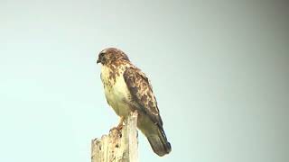 Filmpje 3 van een blonde buizerd op De Kattesteertvijver. Dinsdagavond 10 /06 /2025. #andrenuyens