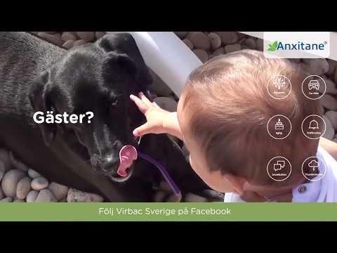 Video: Lysin - Läkemedels- Och Receptlista För Husdjur, Hund Och Katt