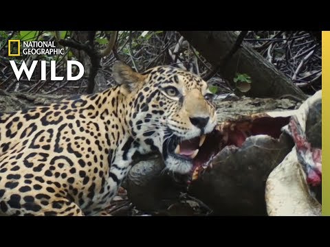 Big Cats Share a Meal | Jaguar Beach Battle