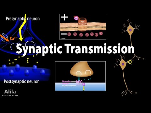 Video: Unde are loc neurotransmisia chimică?