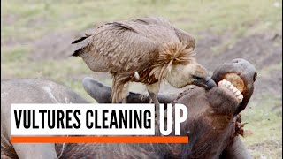 Vultures cleaning up on Buffalo carcass 4k