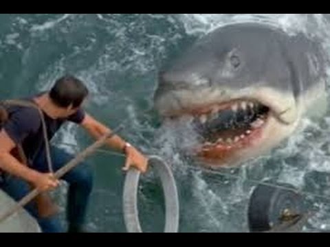 Egypte - Attaque de requin HD