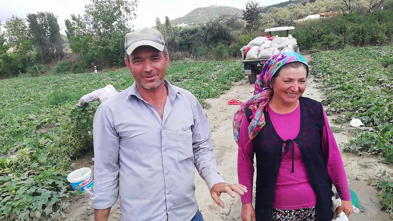 DEMİRCİ'DE ABDÜLKADİR AKKAYA VE İŞÇİLERİ TURŞULUK SALATALIK TOPLUYOR..