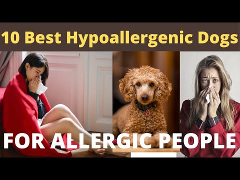 Video: Hypoallergenic, Kesihatan Dan Jangka Hayat Baka Anjing Bolognese