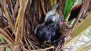 INDUK BURUNG BUBUT SUKA MENCURI VIDEO ORANG