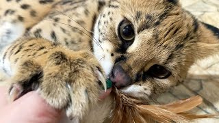 REACTION OF SERVAL AND MAINE COONS TO CATNIP / Sleepy Cat-Kingdom