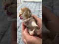 Cute kitty😺 #catvideos #cat #catshorts #cute  #kitten #catlover #kitty