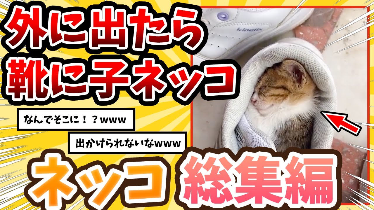 【2ch動物スレ総集編】出かけようとしたら靴の中で子ネコ爆睡→可愛すぎて悶絶www/ネッコ300選！