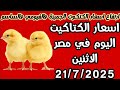 اسعار الكتاكيت اليوم في مصر الابيض والساسو والجميزة والفيومي والبلدي والهاجين اسعار الكتاكيت اليوم في مصر الابيض والساسو والجميزة والفيومي والبلدي والهاجين