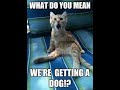 CATS will make you laugh / Funny GB