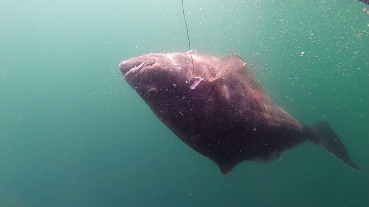Harpooning Halibut YouTube