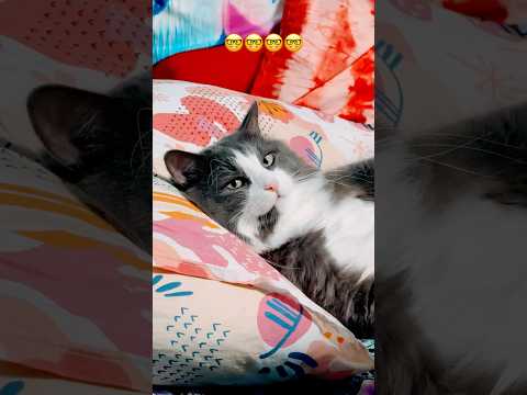 Сынок Сильвер🍒🫶🏻 #цитаты #питомцы #cat #котики #стэтхэм #юмор #приколы #шутки