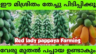 പപ്പായ ചുവട്ടിൽ നിന്നും കുലക്കുത്തി കായ്ക്കാൻ ഒരു കിടിലൻ വഴി | Papaya Air Layering method |Malayalam
