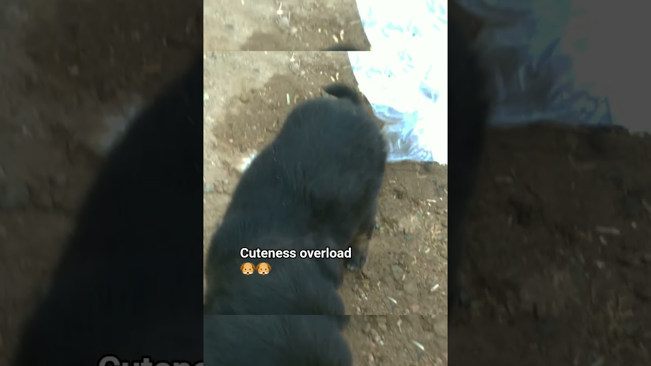 cuteness overload..cute small puppy 🐶...,,👻☺️😅😊😉🤫🐱☺️🐶🐶🐶🐶🐶🐶🐶🐶🐶