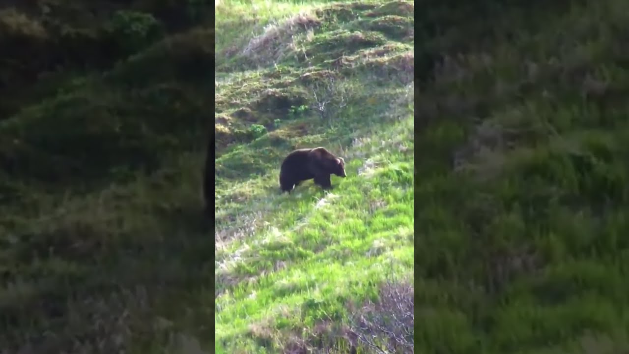 HUGE 10 FOOT Brown Bear Shot In Alaska