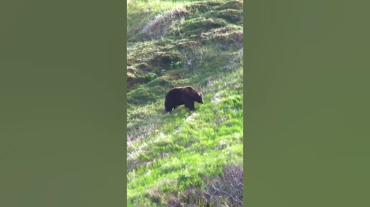 HUGE 10 FOOT Brown Bear Shot in Alaska - DayDayNews
