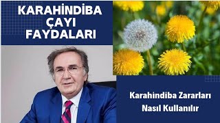 KARAHİNDİBA FAYDALARI / Karahindiba çayı Faydaları / Karahindiba Zararları