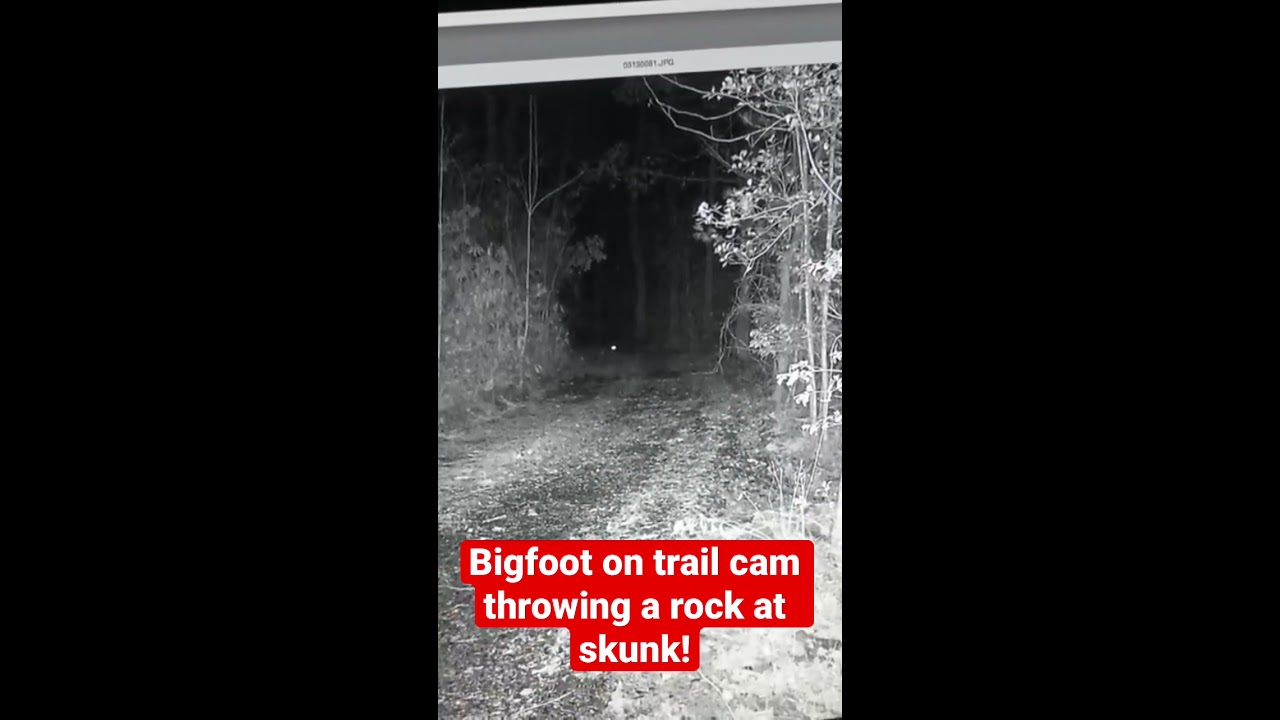 Bigfoot On Trail Camera Throwing A Rock At Skunk Squatch Watchers Short Rewind