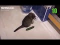 cats vs cucumber compilation /try not to laugh/CHALLENGE/CATS VS CUCUMBRE COMPILATION 2021