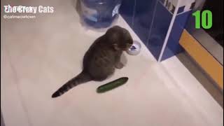 cats vs cucumber  compilation    /try not to laugh/CHALLENGE/CATS VS CUCUMBRE  COMPILATION   2021