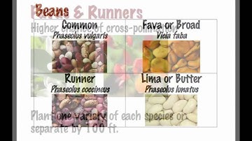 Seed Saving Peas and Beans