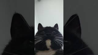 Secretly take pictures of Mi ~ #Cutetofoul #CatProbe #DailySharing #CatObservationDiary